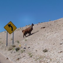 Llama on the street to the Paso de Jama